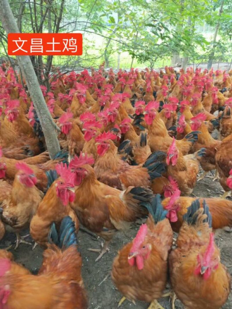 文昌土鸡苗，.包打疫苗，包运输成活...承诺货真价实