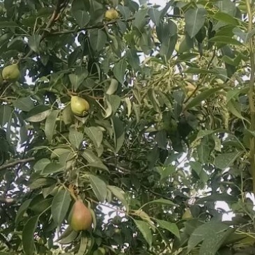 一面红梨