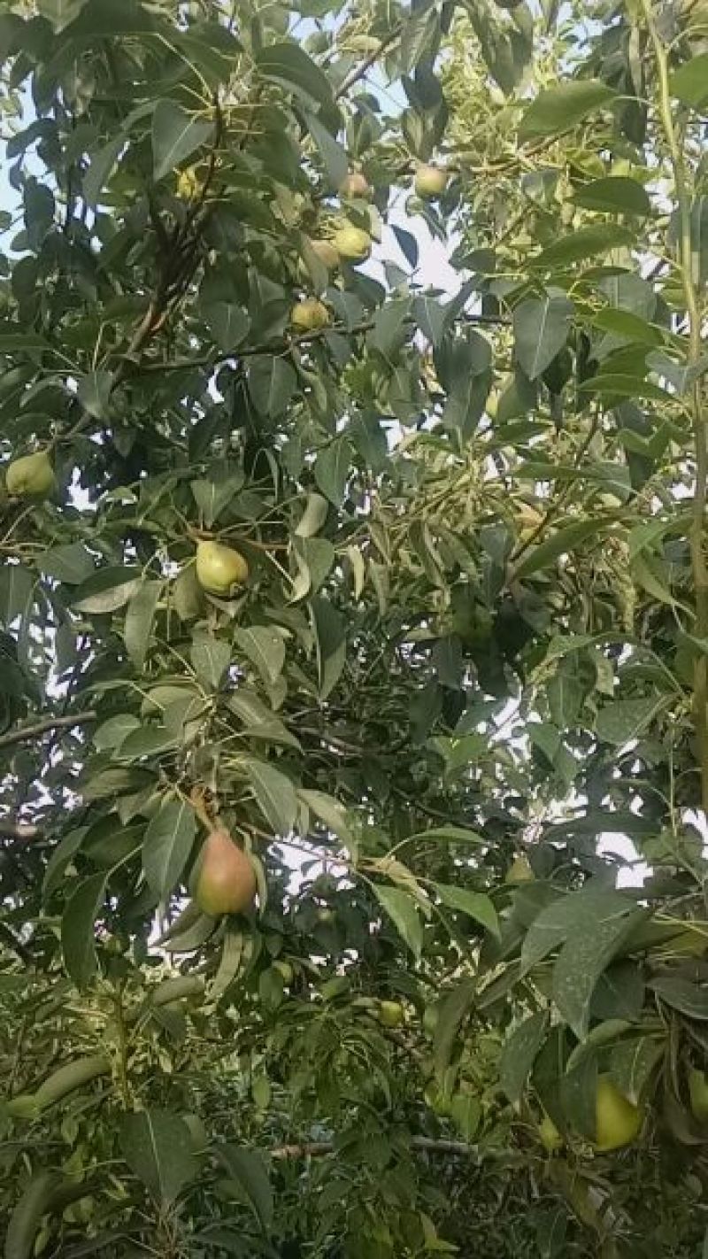 一面红梨