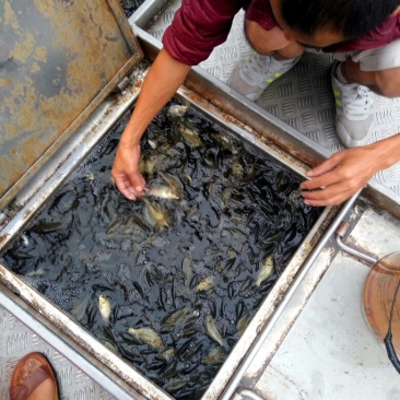 湘云鲫