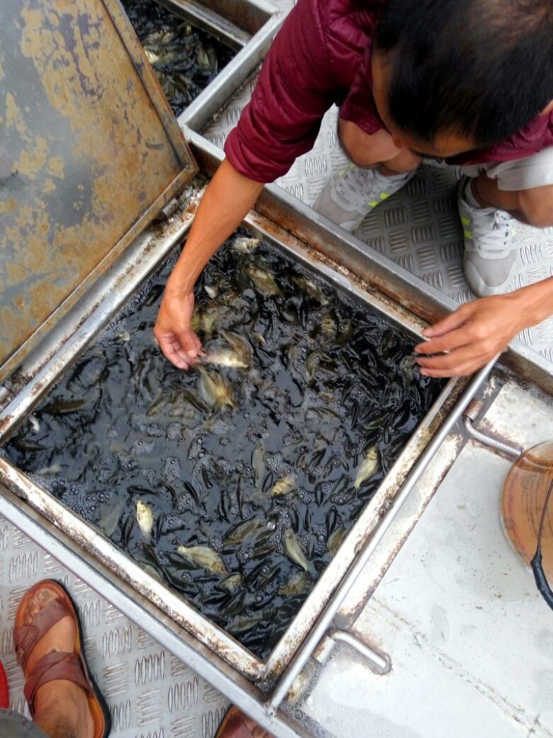 湘云鲫