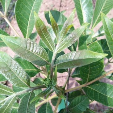 吴茱萸苗90Cm一220cm(药干果青色)有4年5年树苗