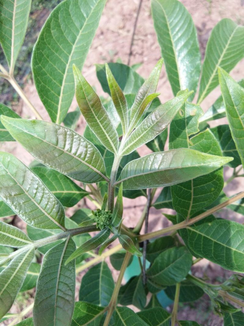 吴茱萸苗90Cm一220cm(药干果青色)有4年5年树苗