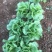 球生菜3两~4两