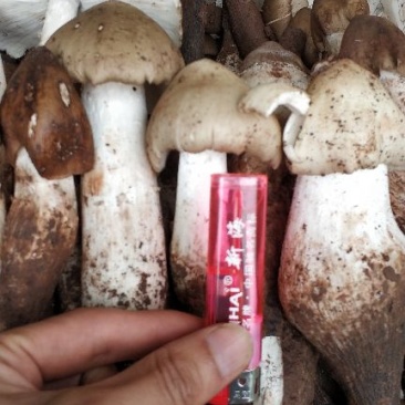 野生鸡棕菌，新鲜上市，产地四川，鲜货，欢迎订购，出口级食