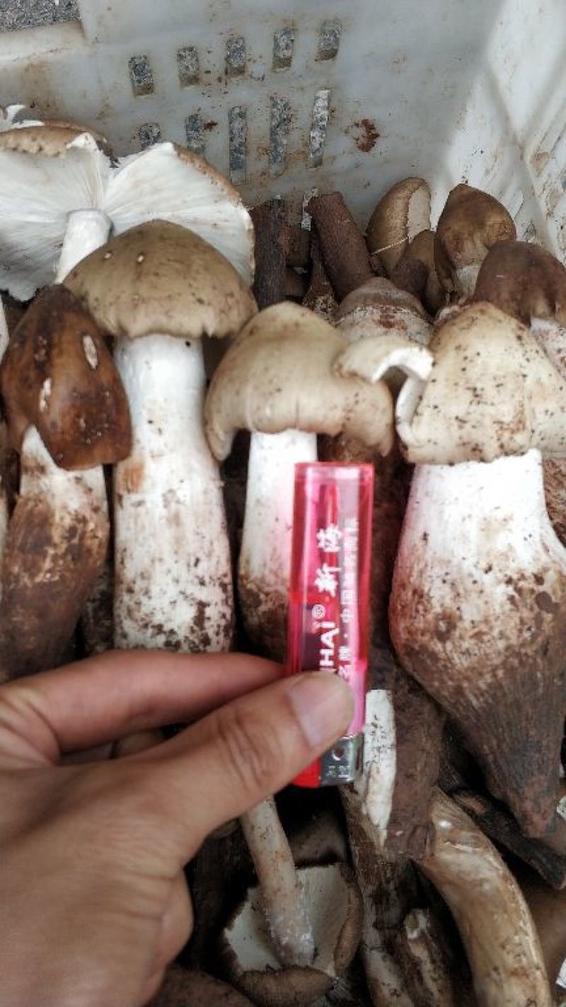 野生鸡棕菌，新鲜上市，产地四川，鲜货，欢迎订购，出口级食