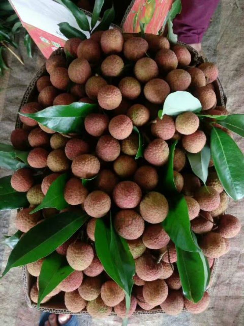 白蜡荔枝