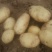 荷兰十五土豆通货3两以上