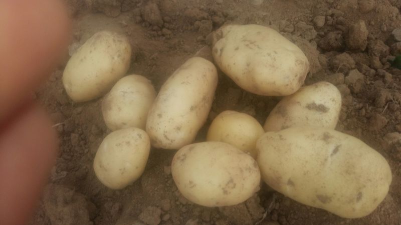 荷兰十五土豆通货3两以上