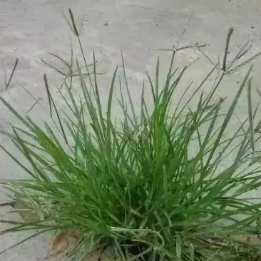 牛筋草