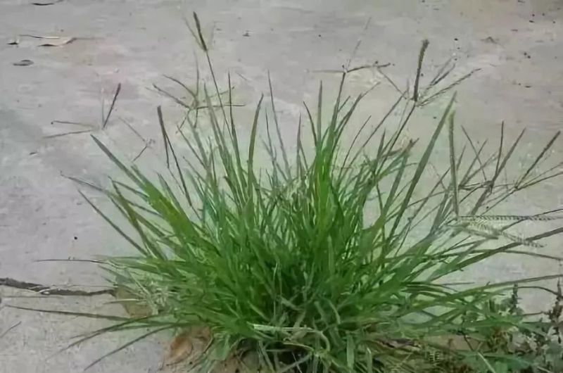 牛筋草