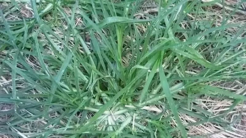 牛筋草