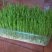 松柳芽苗菜包装、活体、各种芽苗菜都有在种植