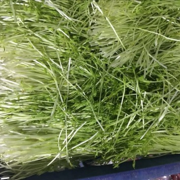 松柳芽苗菜包装、活体、各种芽苗菜都有在种植