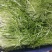 松柳芽苗菜包装、活体、各种芽苗菜都有在种植
