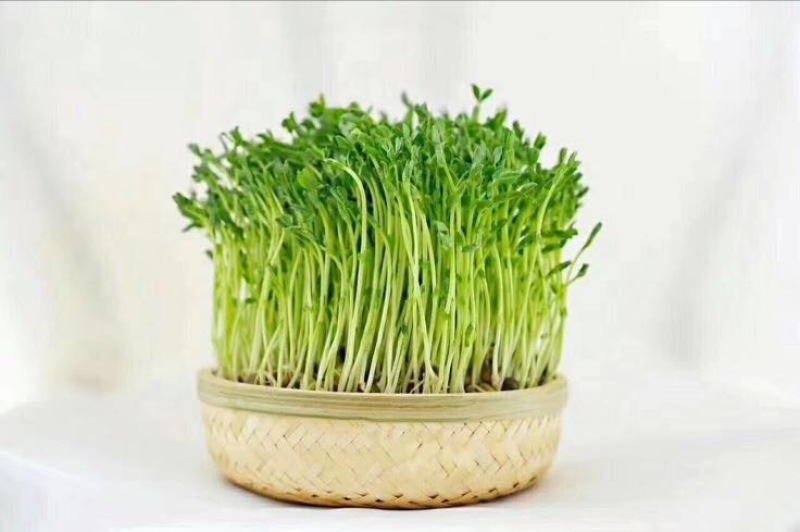 松柳芽苗菜包装、活体、各种芽苗菜都有在种植