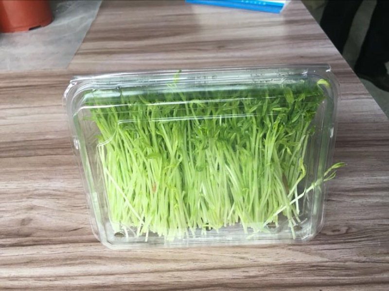 松柳芽苗菜包装、活体、各种芽苗菜都有在种植