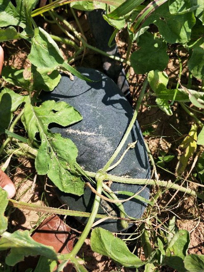 黑美人，甜王