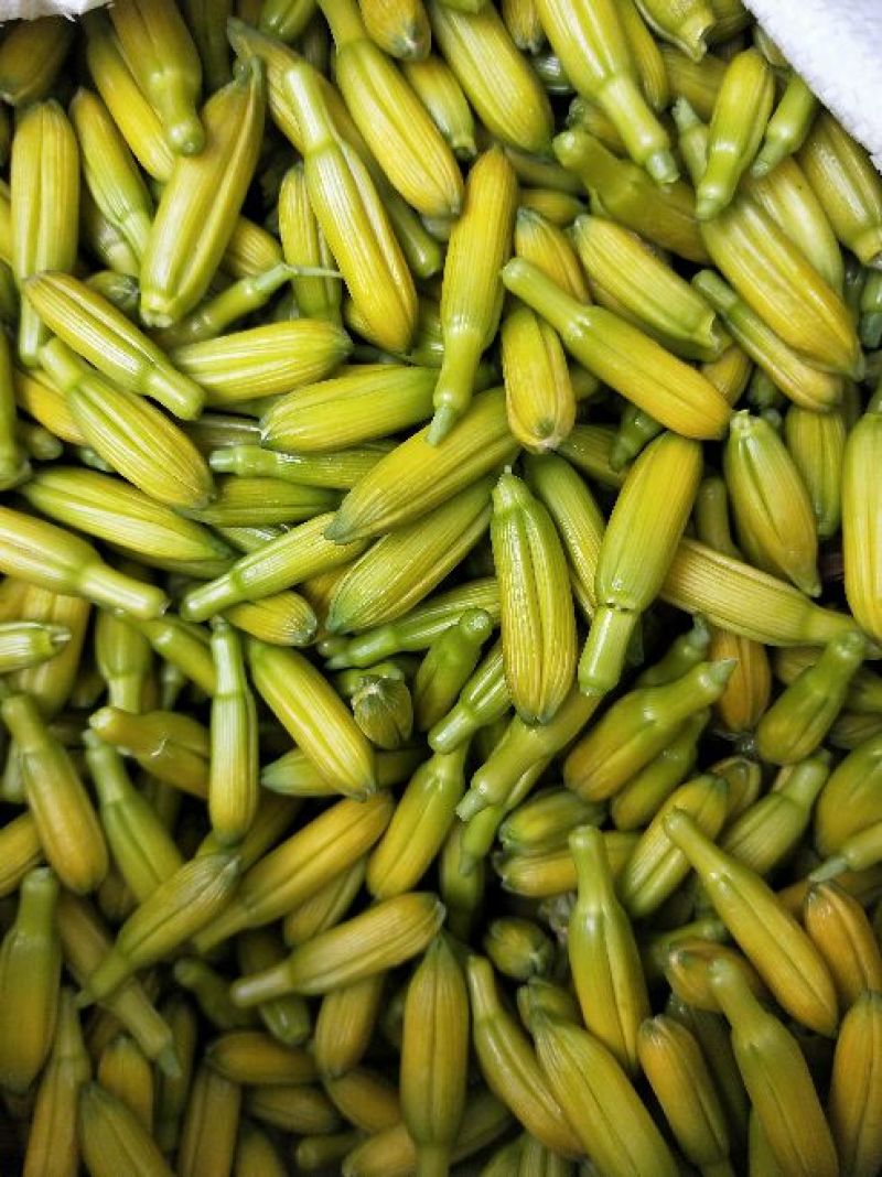 新鲜黄花菜