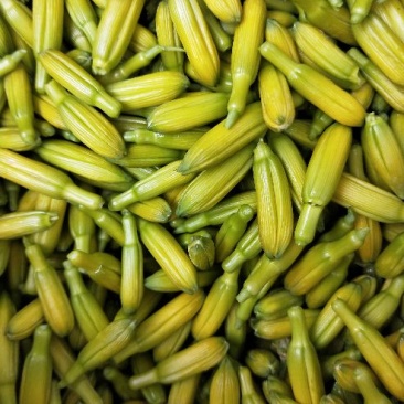 新鲜黄花菜