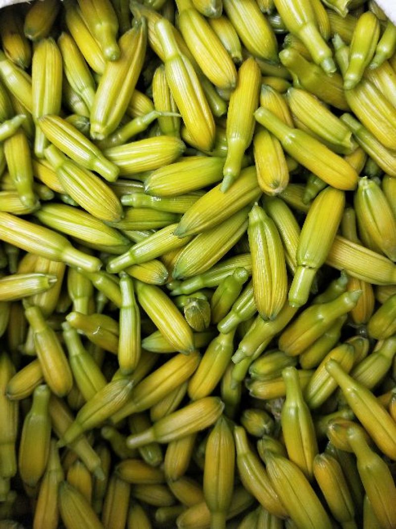 新鲜黄花菜