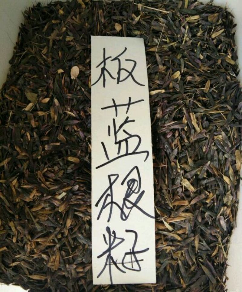 新产板蓝根种子