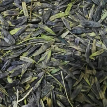 新产板蓝根种子