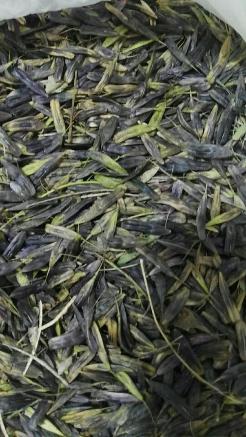 新产板蓝根种子