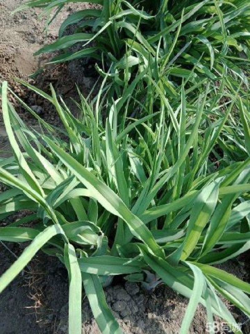 黄花菜种苗