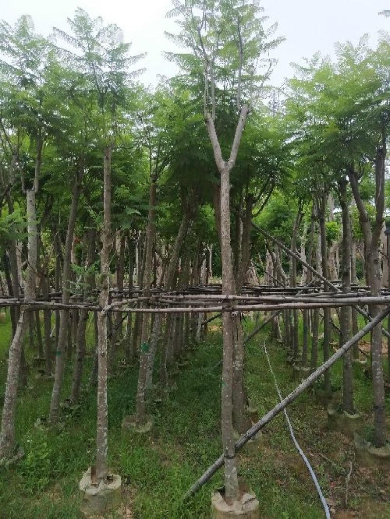 出售自家蓝花楹移植袋苗地苗需要的老板联系