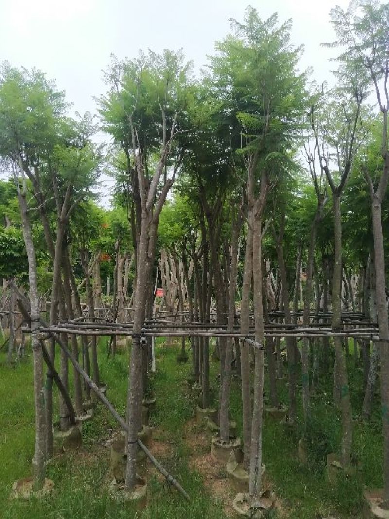 出售自家蓝花楹移植袋苗地苗需要的老板联系