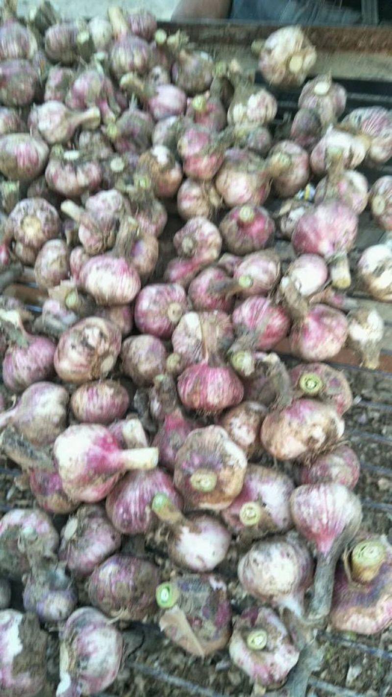 中牟红帽蒜薹，价格不贵有意者请联系。