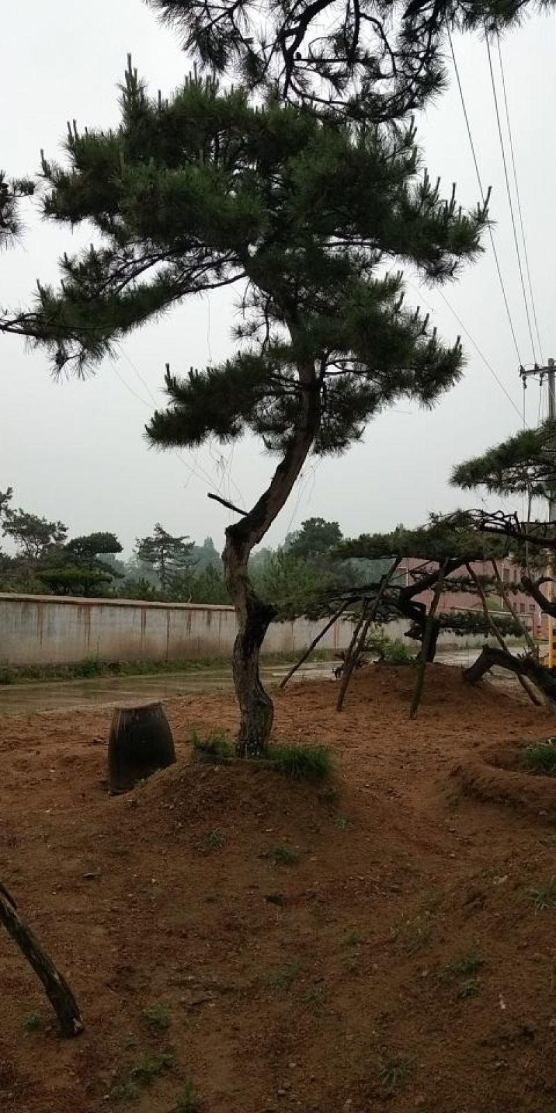 造型优美，奇特，一手货源