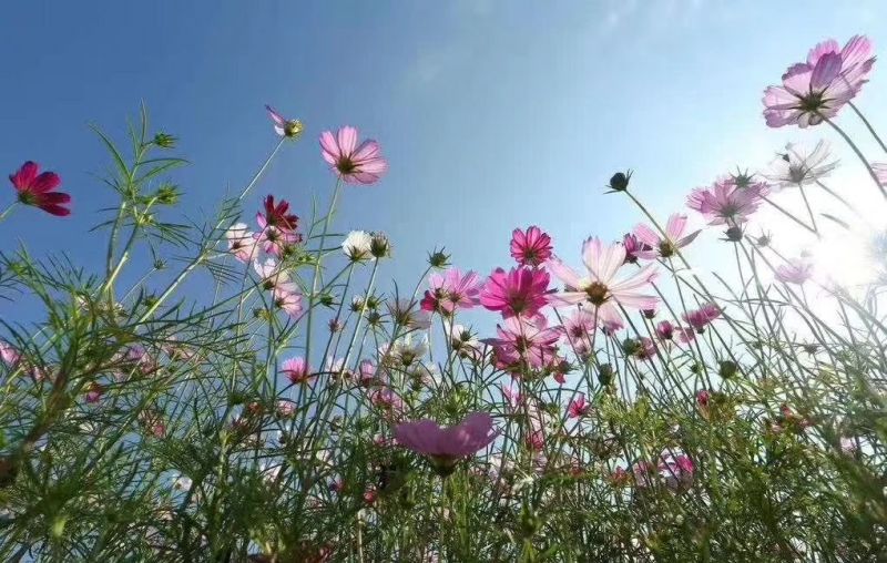 波斯菊种子格桑花种子，四季花卉播种10斤/亩