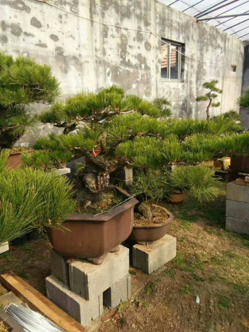 精品造型松树品种齐全保成活量大从优质量保证