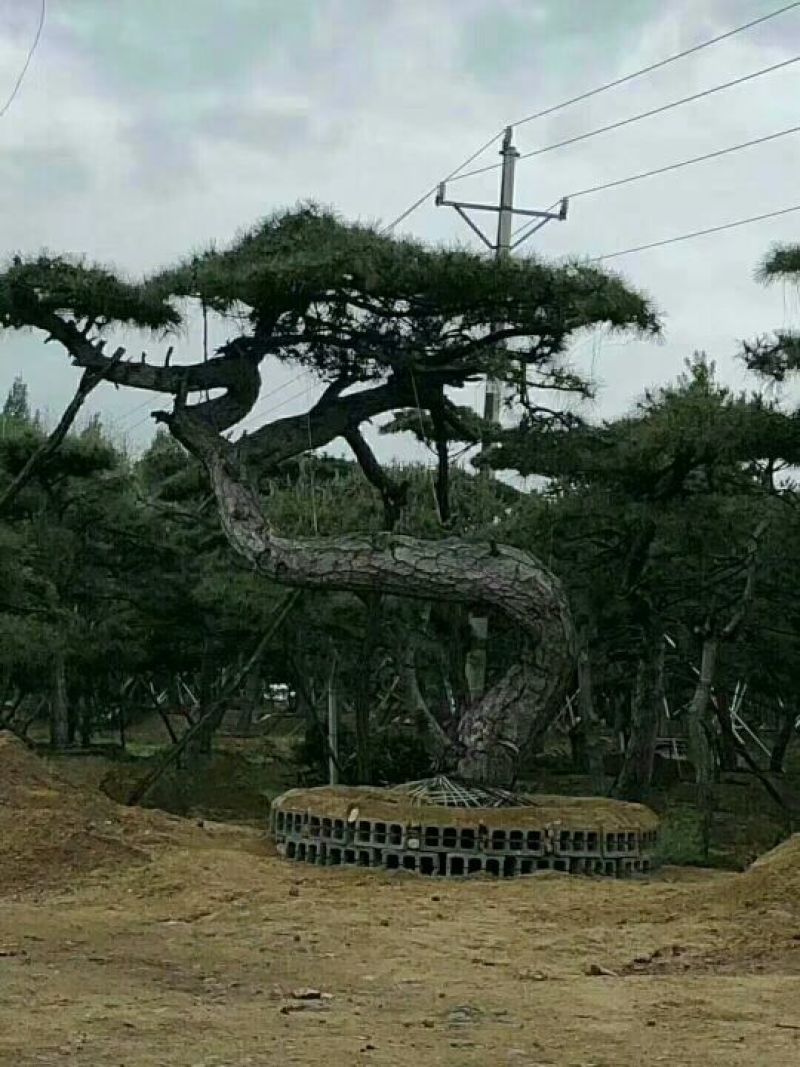 精品造型松树品种齐全保成活量大从优质量保证