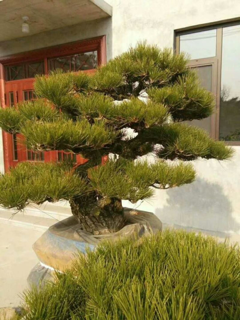 精品造型松树品种齐全保成活量大从优质量保证