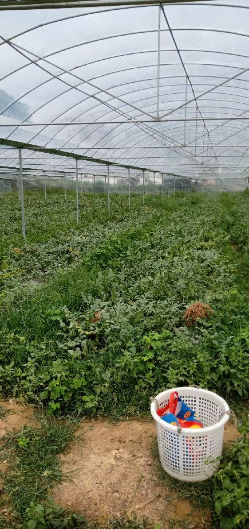 西瓜，麒麟瓜，满地红