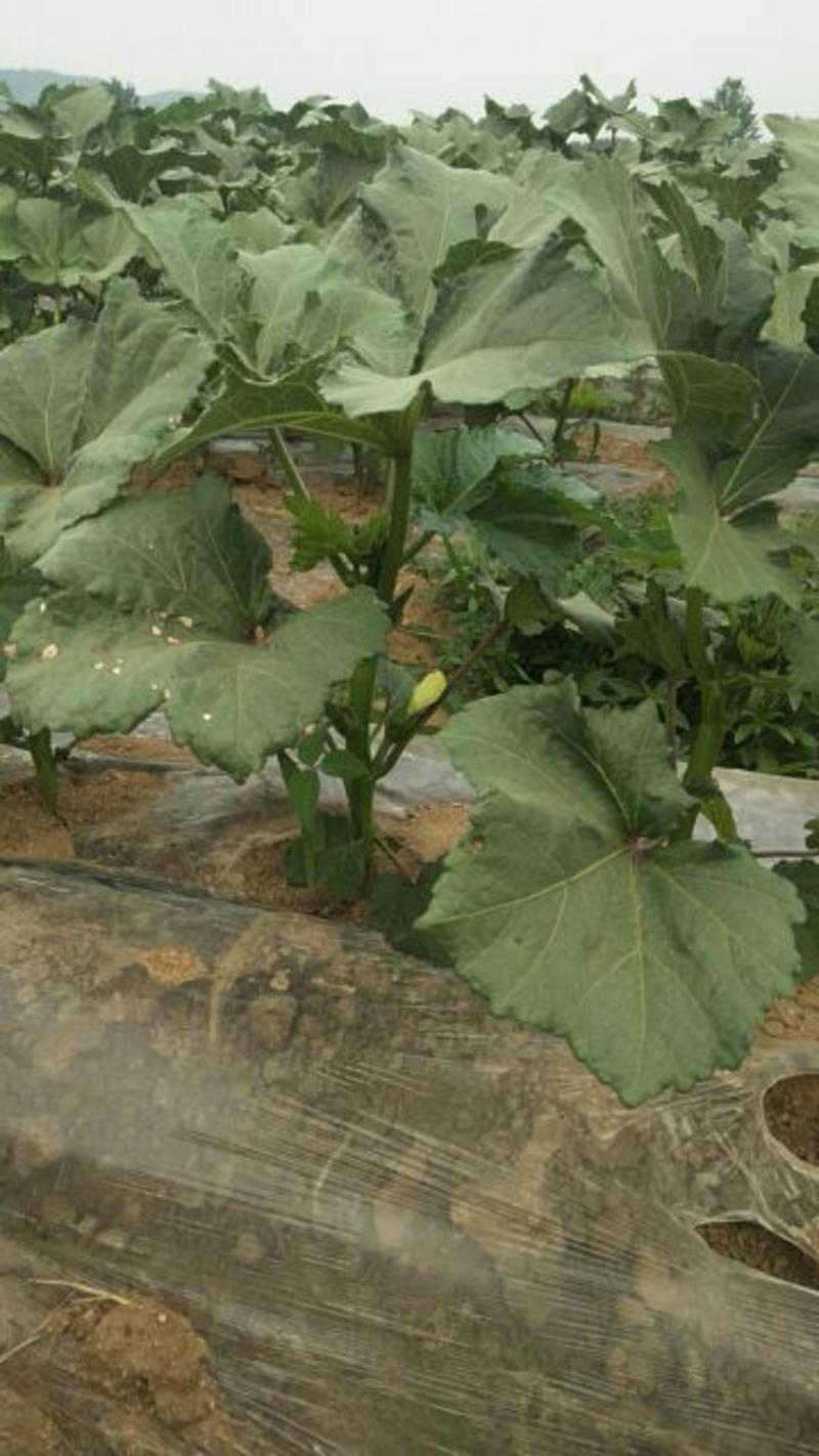 黄秋葵种子卡里巴包回收水果秋葵种子包回收