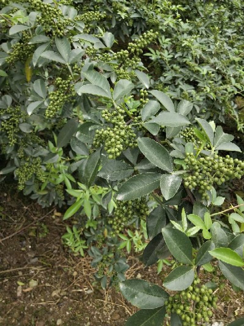 （精品诚信商家）重庆青花椒一手货源、产地直销、量大优惠