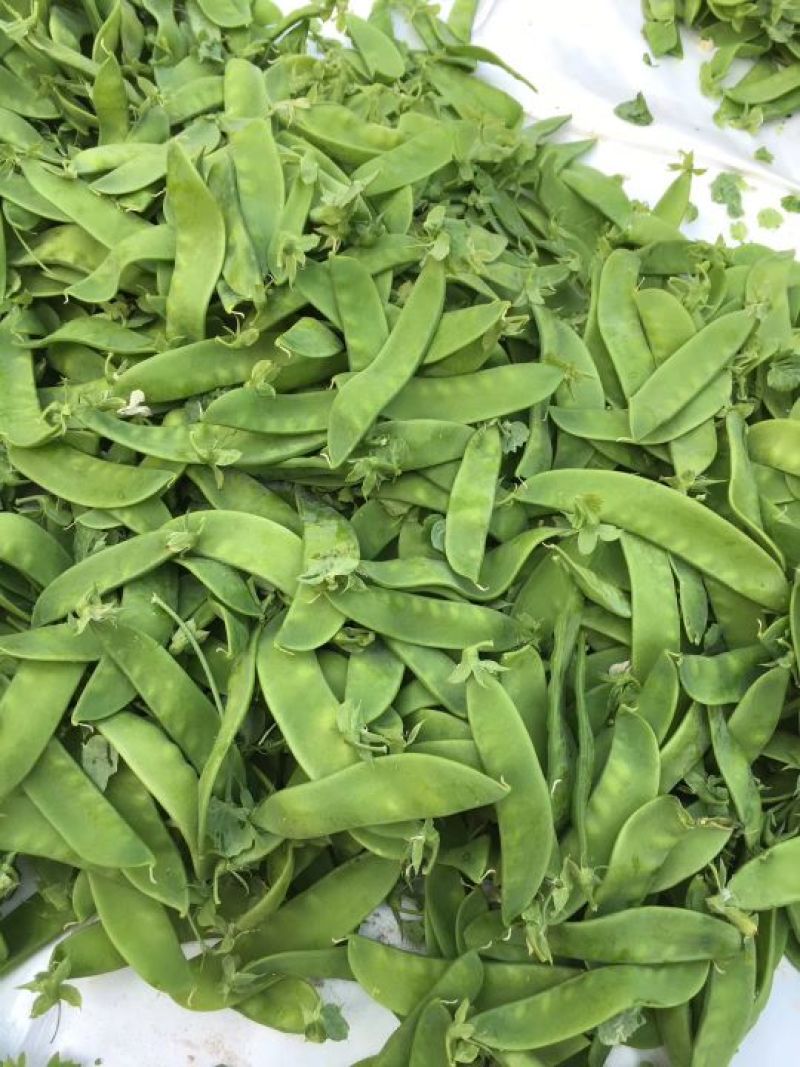荷兰豆量大，精品。