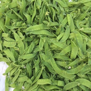 荷兰豆量大，精品。