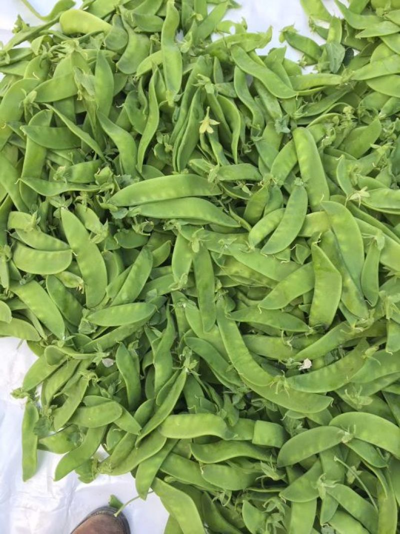荷兰豆量大，精品。