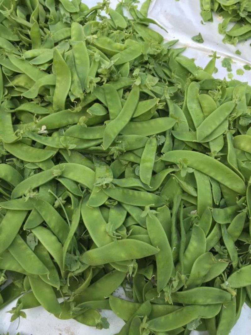 荷兰豆量大，精品。