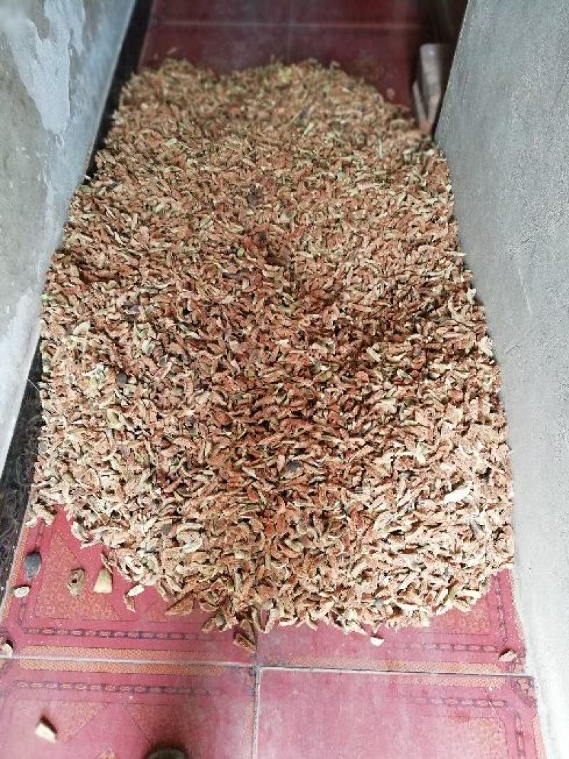 王不留行