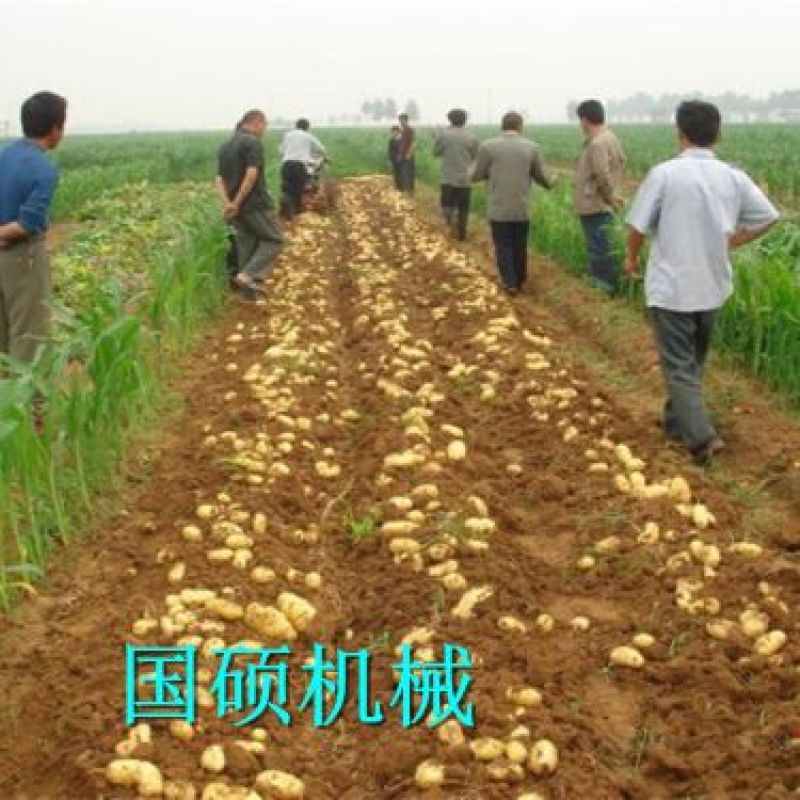 土豆收获机手扶车带马铃薯收获机