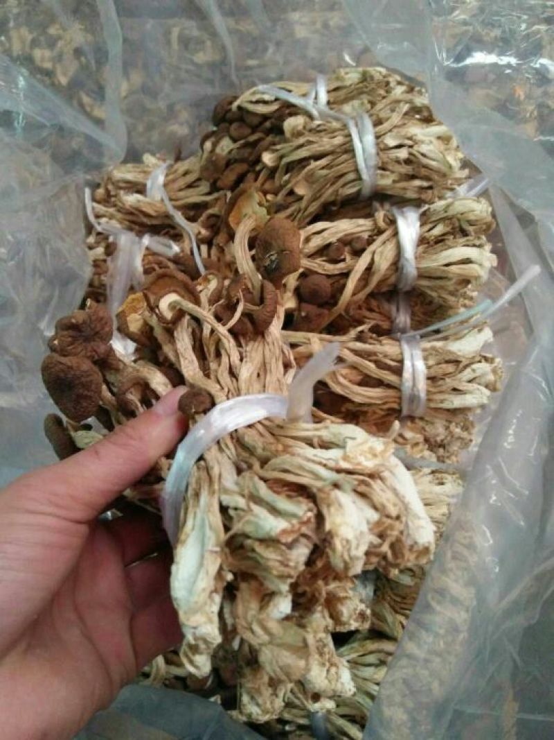 茶树菇产地江西福建剪脚扎把开伞