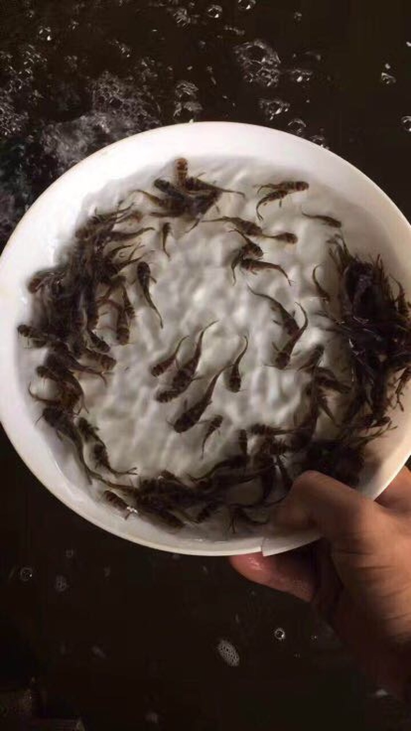 黄颡鱼苗杂交黄骨鱼苗免疫力强
