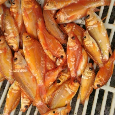 红鲤鱼苗