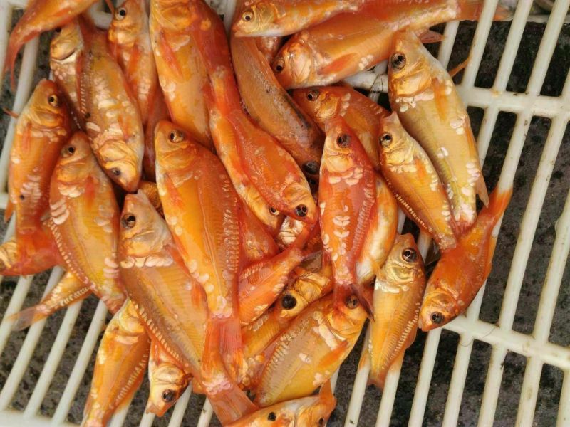 红鲤鱼苗